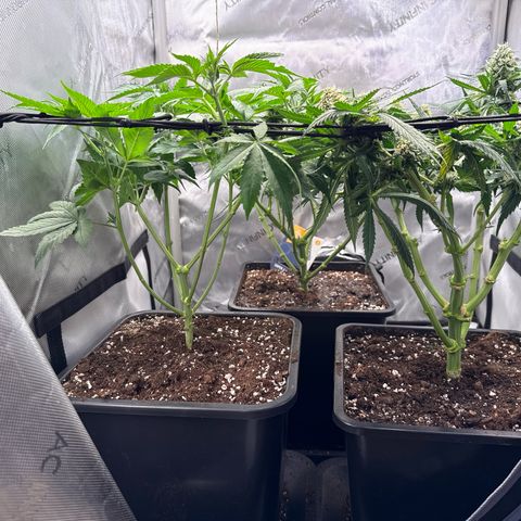 Super Silver Haze growlog timeline photo