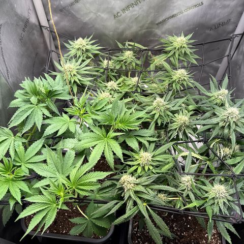 Super Silver Haze growlog timeline photo