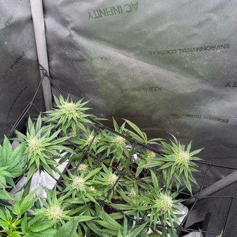 Super Silver Haze growlog timeline photo