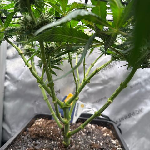 Super Silver Haze growlog timeline photo