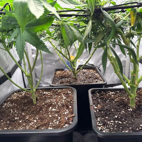 Super Silver Haze growlog timeline photo