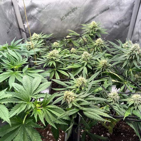 Super Silver Haze growlog timeline photo