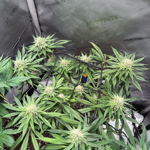 Super Silver Haze growlog timeline photo