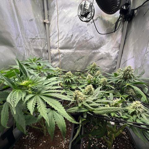 Super Silver Haze growlog timeline photo