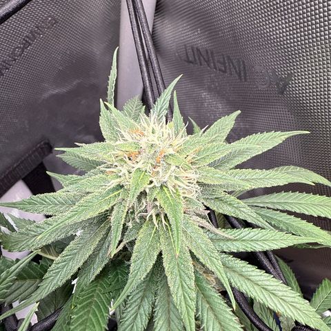Super Silver Haze growlog timeline photo