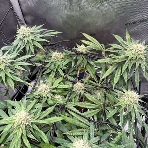 Super Silver Haze growlog timeline photo
