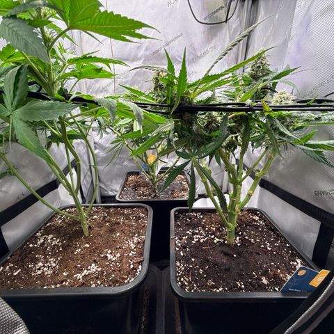 Super Silver Haze growlog timeline photo