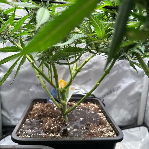 Super Silver Haze growlog timeline photo