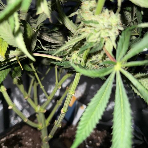 Super Silver Haze growlog timeline photo