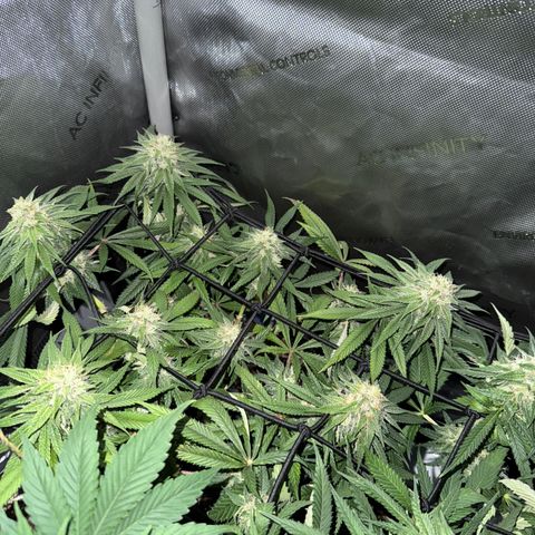 Super Silver Haze growlog timeline photo