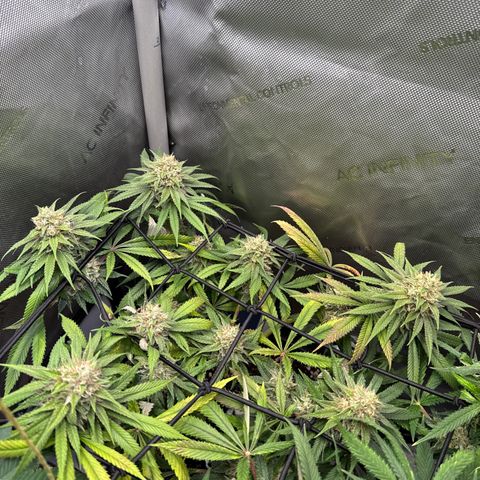 Super Silver Haze growlog timeline photo