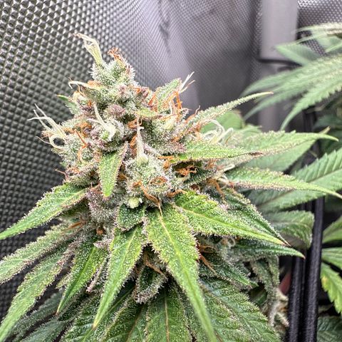 Super Silver Haze growlog timeline photo