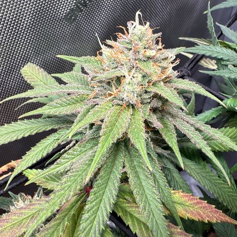 Super Silver Haze growlog timeline photo