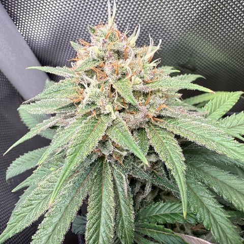 Super Silver Haze growlog timeline photo