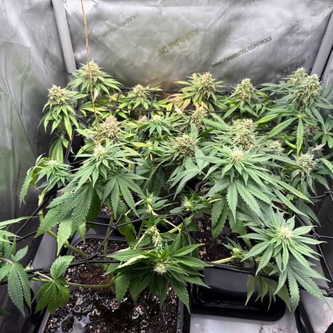 Super Silver Haze growlog timeline photo