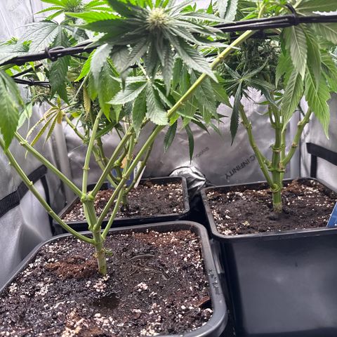 Super Silver Haze growlog timeline photo