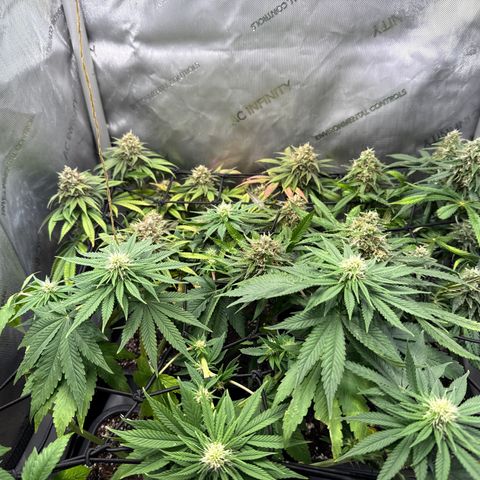 Super Silver Haze growlog timeline photo