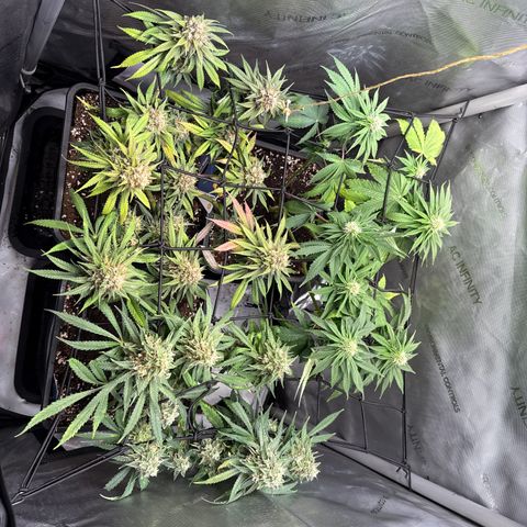 Super Silver Haze growlog timeline photo