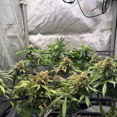 Super Silver Haze growlog timeline photo