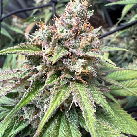 Super Silver Haze growlog timeline photo