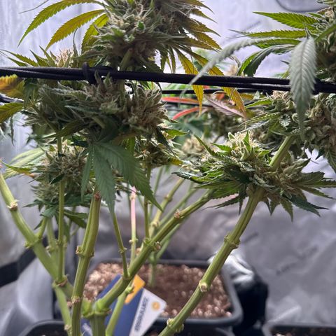 Super Silver Haze growlog timeline photo