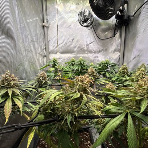 Super Silver Haze growlog timeline photo