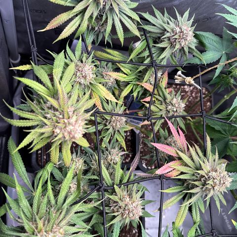 Super Silver Haze growlog timeline photo