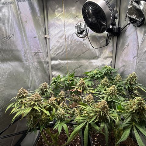 Super Silver Haze growlog timeline photo