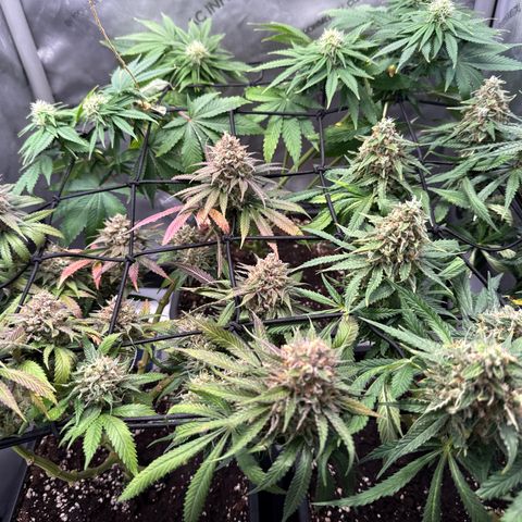 Super Silver Haze growlog timeline photo