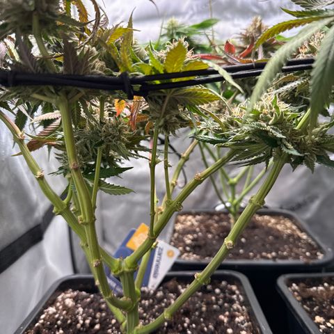 Super Silver Haze growlog timeline photo