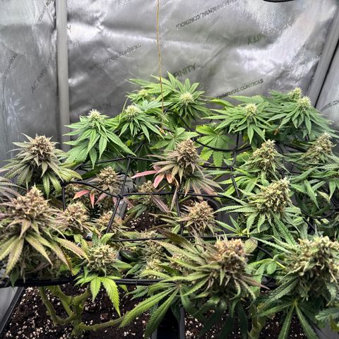 Super Silver Haze growlog timeline photo