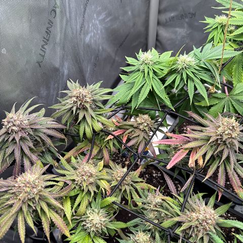 Super Silver Haze growlog timeline photo
