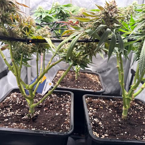 Super Silver Haze growlog timeline photo