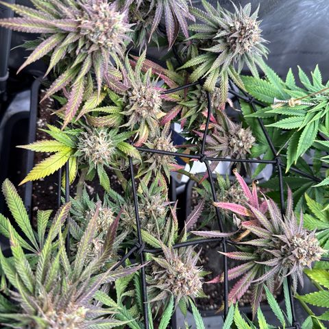 Super Silver Haze growlog timeline photo