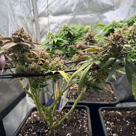 Super Silver Haze growlog timeline photo