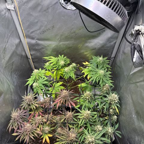 Super Silver Haze growlog timeline photo