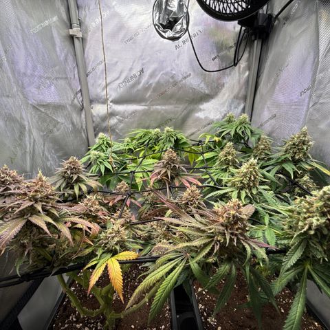 Super Silver Haze growlog timeline photo