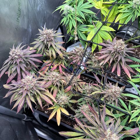 Super Silver Haze growlog timeline photo