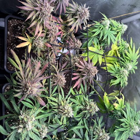 Super Silver Haze growlog timeline photo