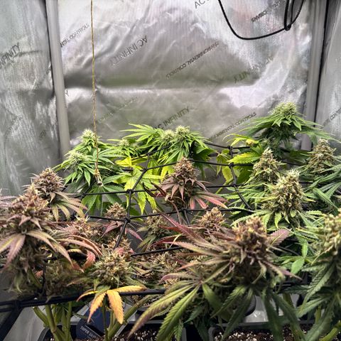 Super Silver Haze growlog timeline photo