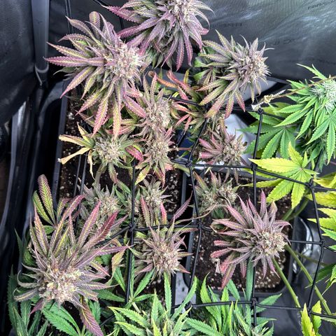 Super Silver Haze growlog timeline photo
