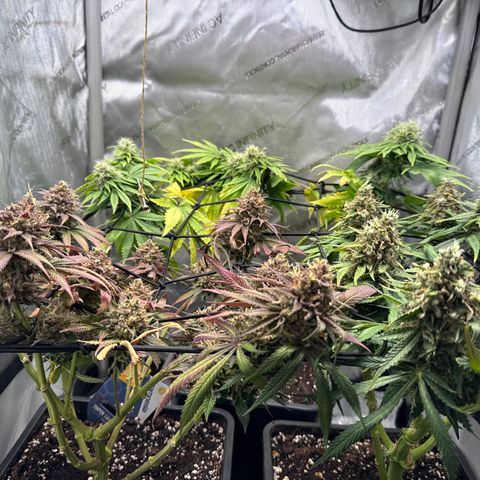 Super Silver Haze growlog timeline photo