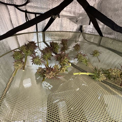 Super Silver Haze growlog timeline photo