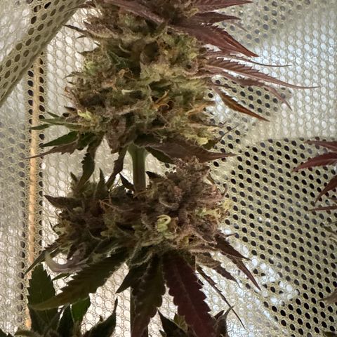 Super Silver Haze growlog timeline photo