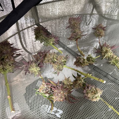 Super Silver Haze growlog timeline photo