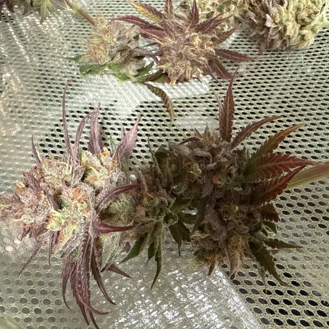 Super Silver Haze growlog timeline photo