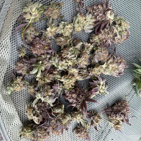Super Silver Haze growlog timeline photo