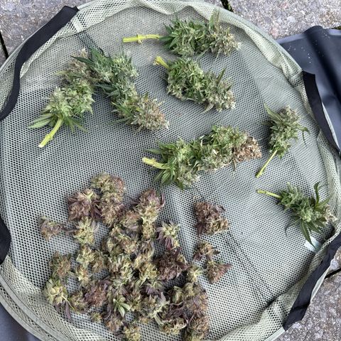 Super Silver Haze growlog timeline photo