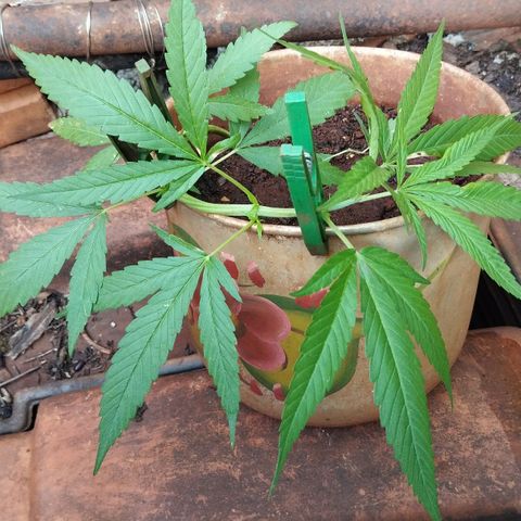 LST e Poda Top growlog photo: LST