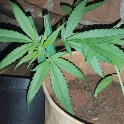LST e Poda Top growlog photo: LST